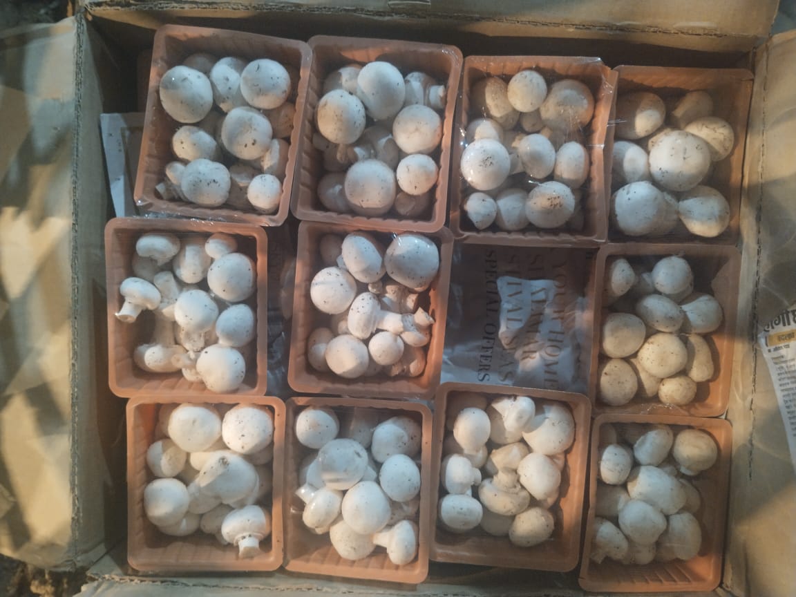 Mushroom Tray 1 on Farm