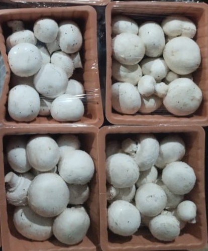 Mushroom Tray 2 on Farm
