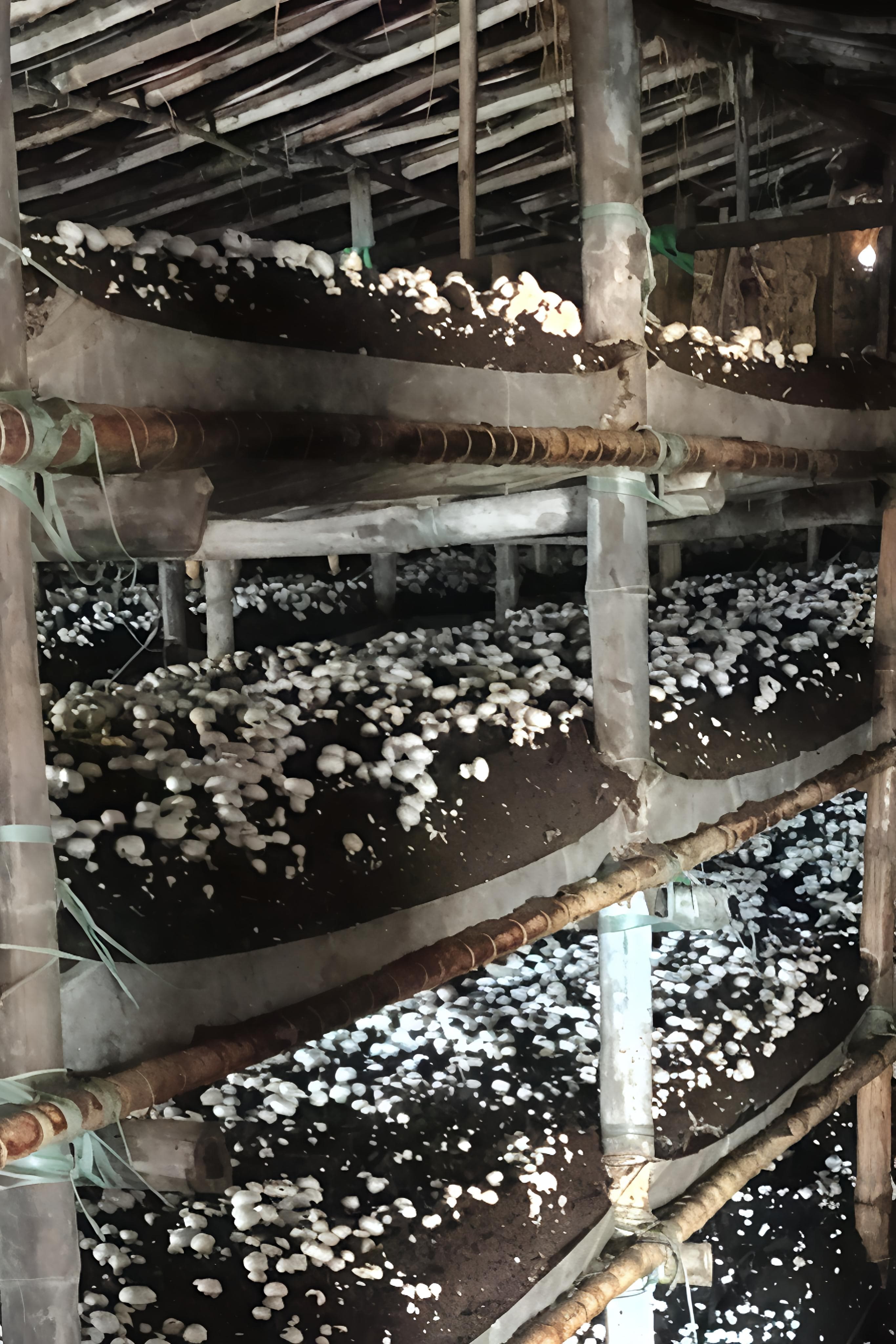 Mushroom Tray 4 on Farm