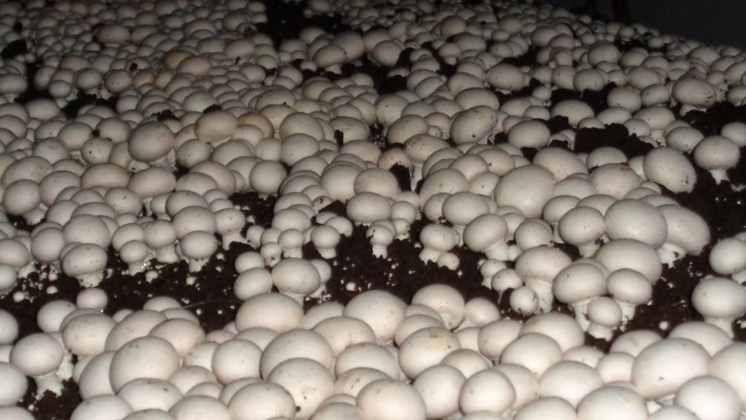 Mushroom Tray 6 on Farm