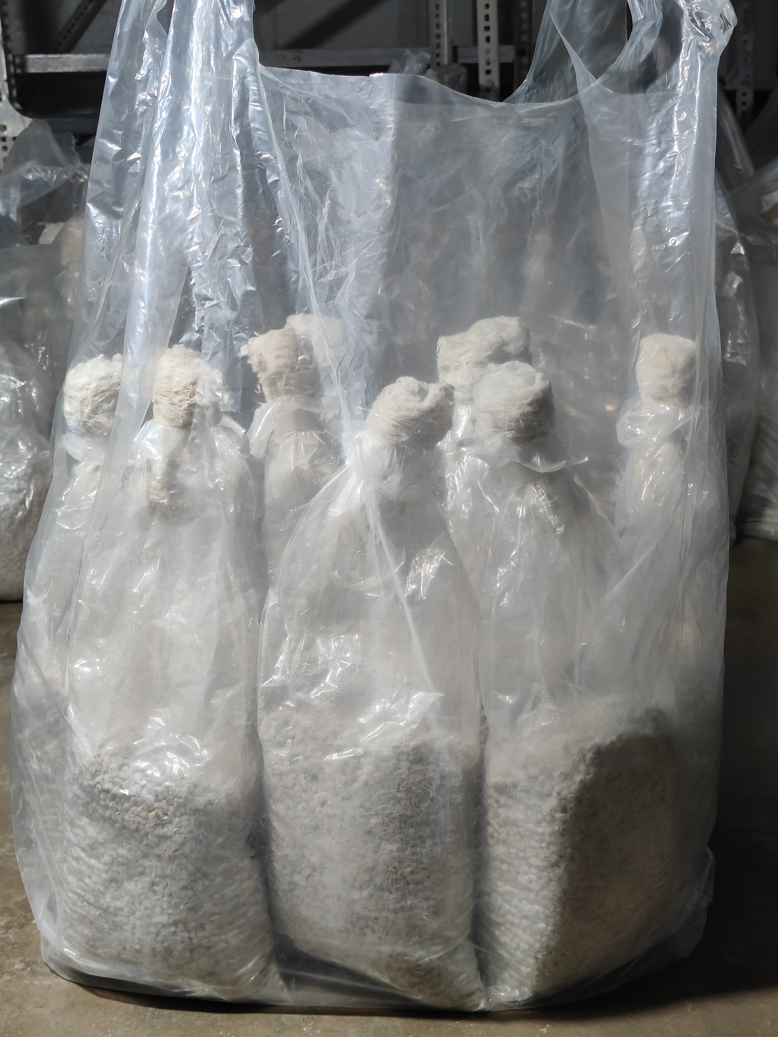 Seed Bag for Mushrooms